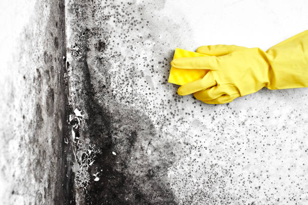 Best Toxic Mold Removal  in Sharon, WI