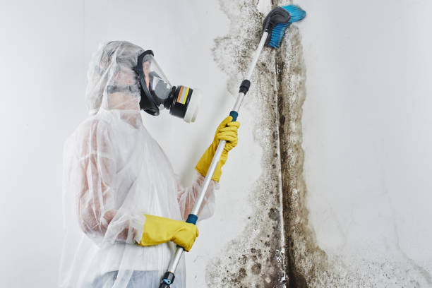 Best Mold Damage Repair  in Sharon, WI