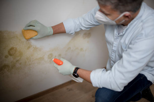 Best Same-Day Mold Removal  in Sharon, WI