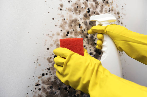 Best Certified Mold Removal  in Sharon, WI