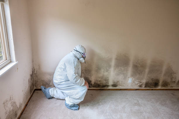 Best Mold Remediation  in Sharon, WI