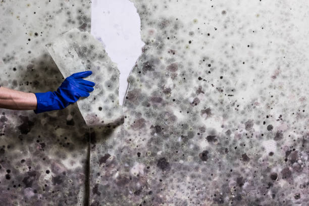 Best Mold Cleaning Services  in Sharon, WI